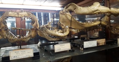 피에트로 도데를라인 동물학 박물관 (무세오 디 조올로지아 피에트로 도데를라인)